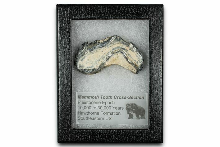 Mammoth Molar Slice With Case - South Carolina #350002